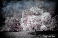 /album/fotogaleria-fotografia-infraroig/a4444444444-13-2-640x480-jpg/